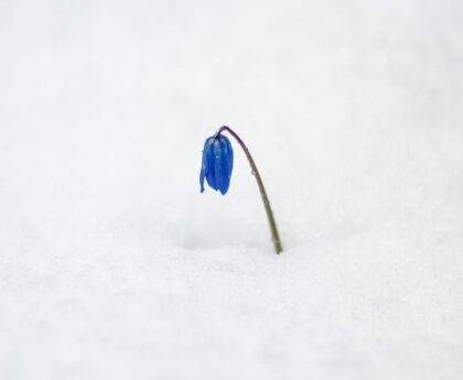 初雪將至北海道「雪蟲」爆增10倍 讓人好困擾初雪,北海道,雪蟲,爆增,困擾